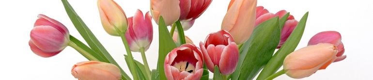 tulips-2152974_960_720.jpg